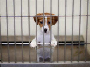 Lab animals can now be adopted, FDA says